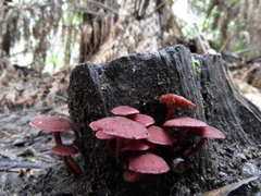 Tubaria rufofulva