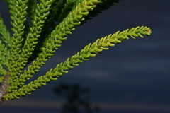 Araucaria scopulorum