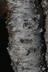 Araucaria scopulorum