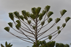 Araucaria scopulorum