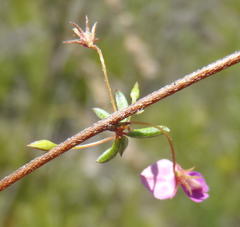 Indigofera sp14