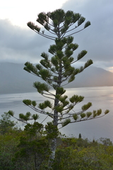 Araucaria scopulorum