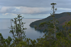 Araucaria scopulorum