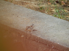 Funambulus pennantii