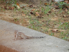 Funambulus pennantii