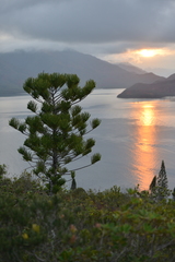 Araucaria scopulorum