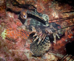 Gymnothorax melatremus