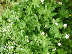 Ranunculus aconitifolius