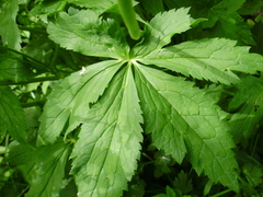 Ranunculus aconitifolius