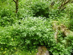Ranunculus aconitifolius