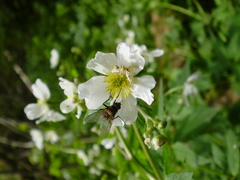 Ranunculus aconitifolius