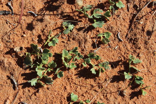Kedrostis psammophila