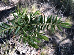 Acacia leichhardtii