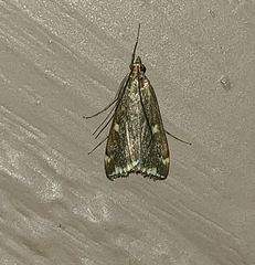 Loxostege sticticalis