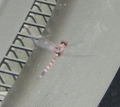 Bradinopyga geminata