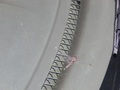 Bradinopyga geminata