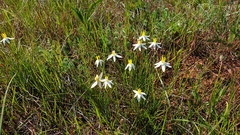 Pauridia serrata albiflora