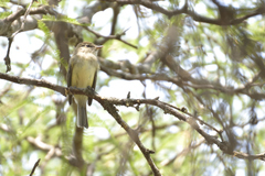 Empidonax albigularis