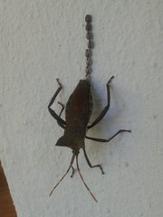 Elasmopoda valga