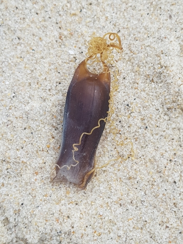 photo of Small-spotted Catshark (Scyliorhinus canicula)