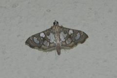Glyphodella flavibrunnea