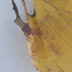 Dermacentor reticulatus