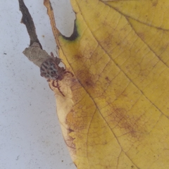 Dermacentor reticulatus