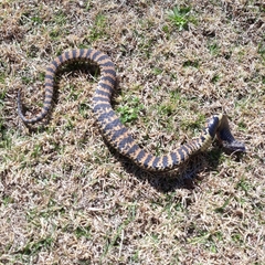 Hemachatus haemachatus