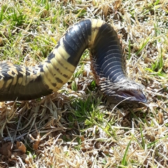 Hemachatus haemachatus