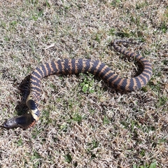 Hemachatus haemachatus