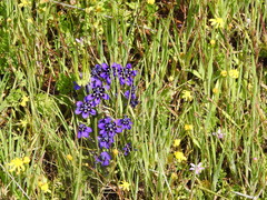 Lapeirousia oreogena