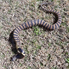 Hemachatus haemachatus