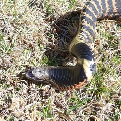 Hemachatus haemachatus