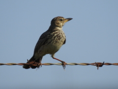 Galerida magnirostris magnirostris
