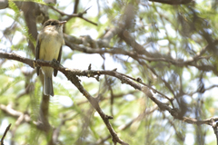 Empidonax albigularis