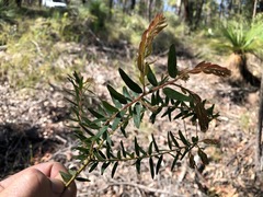 Acacia leichhardtii