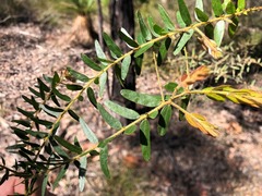 Acacia leichhardtii