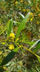 Acacia dodonaeifolia