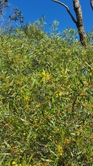 Acacia dodonaeifolia