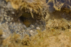Hippopus hippopus