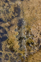 Hippopus hippopus