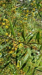 Acacia dodonaeifolia