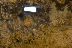 Hippopus hippopus
