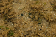 Hippopus hippopus