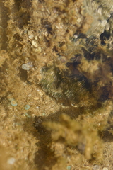 Hippopus hippopus
