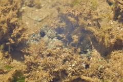 Hippopus hippopus