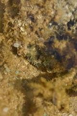 Hippopus hippopus