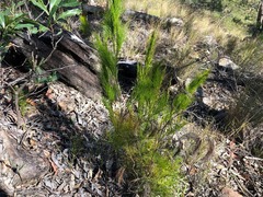 Caustis blakei macrantha