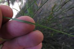 Moraea lilacina