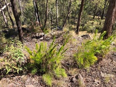 Caustis blakei macrantha